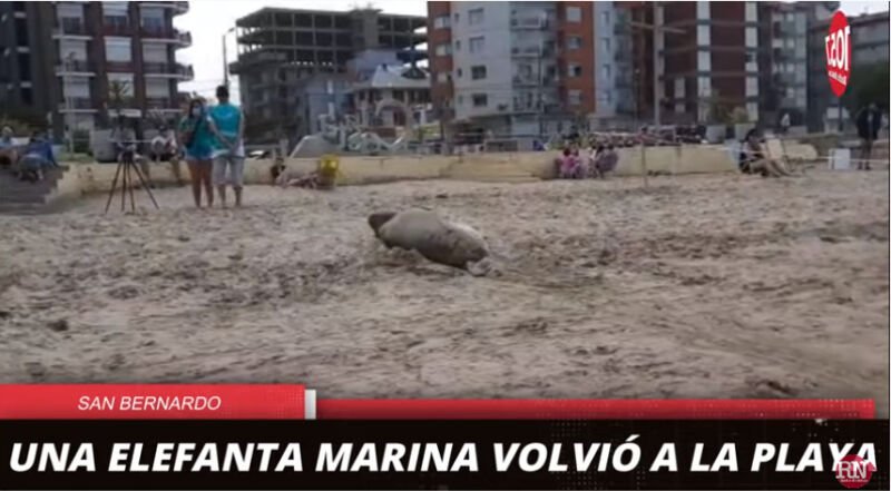 Elefanta Marina