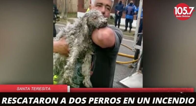 rescate perros