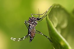Se declaró un brote de Dengue en la región