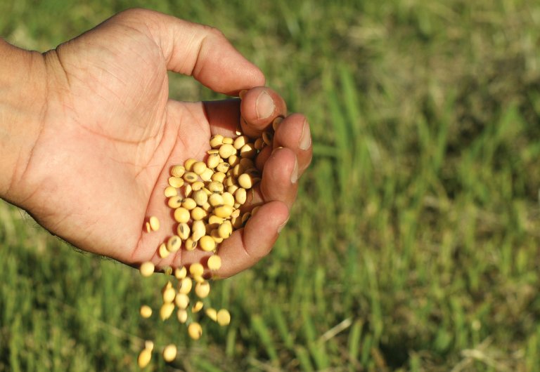 El Programa Alimentos de La Costa entregará semillas | Los detalles