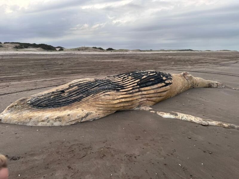 ballena pta medanos 2026