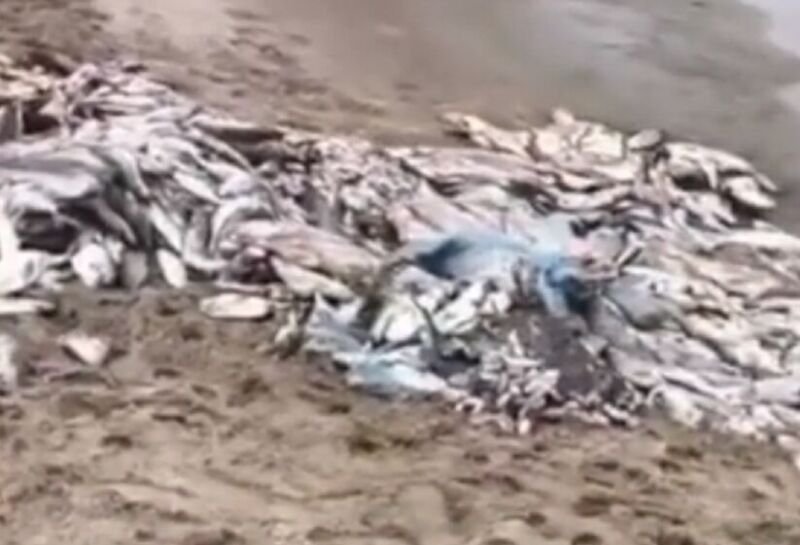 Nueva Atlantis | Néstor Cardone desvinculó a los pescadores locales por la aparición de pescado tirado en las playas