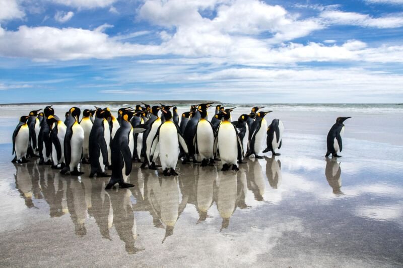 Malvinas turismo