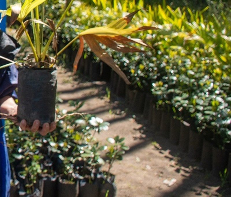 plantines