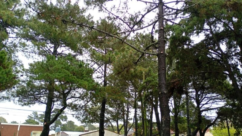 san bernardo clima